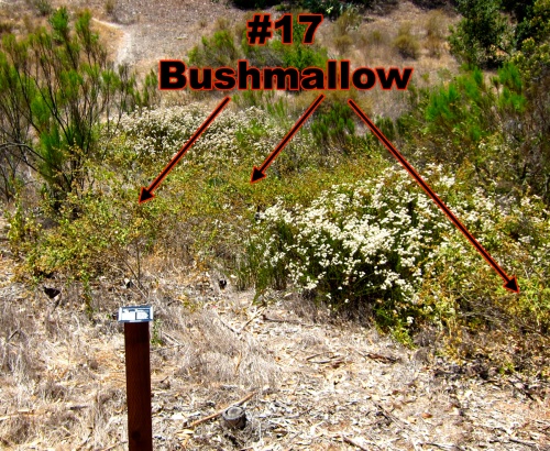 10.Bushmallow