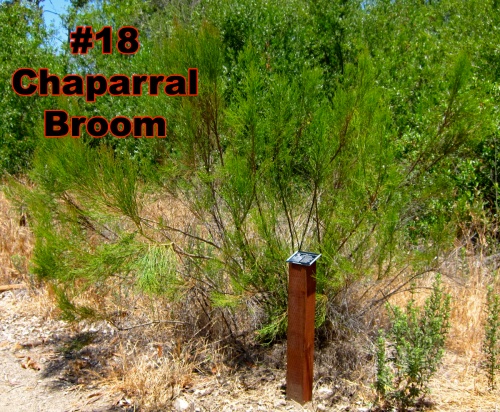 11.Chaparral Broom
