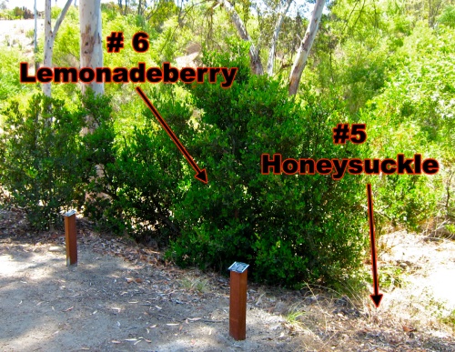 In the early spring and summer Lemonadeberry has sticky, red berries that are SUPER tart!