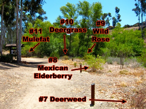 6.Deerweed to Mulefat