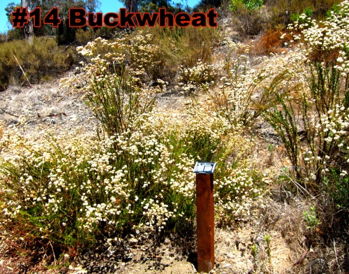 8.Buckwheat