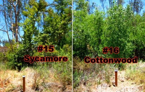 9.Sycamore+Cottonwood